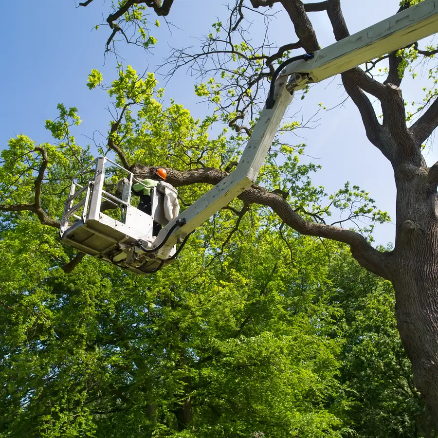 Homme élaguant un arbre avec une nacelle